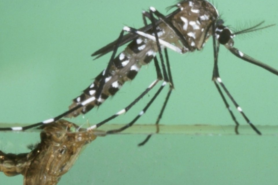 Capital paulista tem 1 883 casos de dengue e uma morte confirmada
