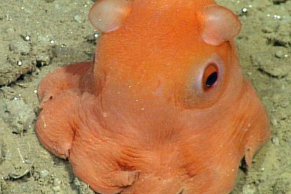 Cientistas querem batizar este polvo rosado (ou alaranjado) de "Adorabilis"