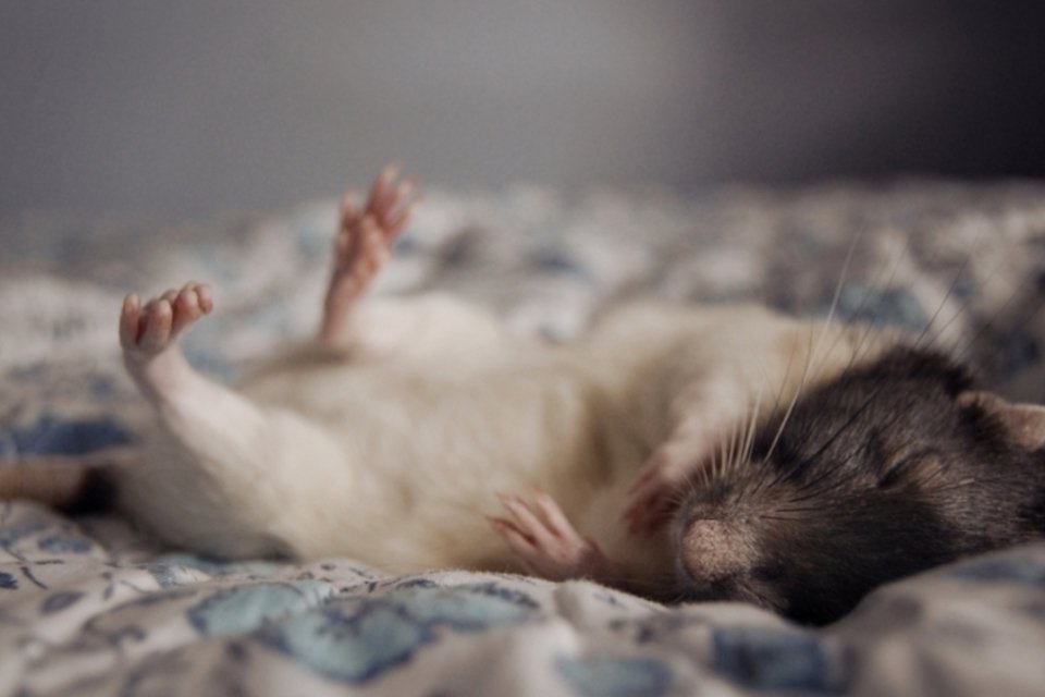Pesquisadores implantam memórias falsas em ratos durante o sono