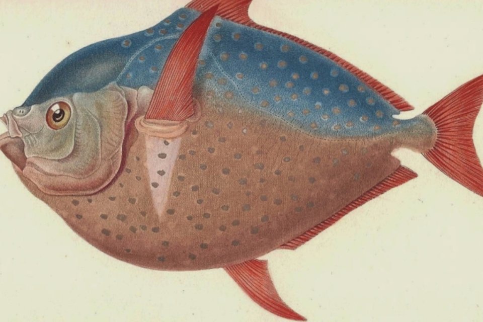Cientistas encontram primeiro peixe de sangue quente vivendo em águas profundas