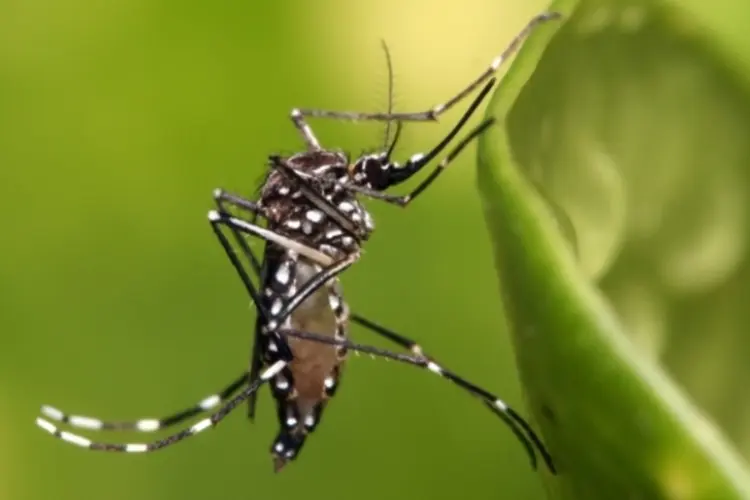 dengue-mosquito (Muhammad Mahdi Karim)