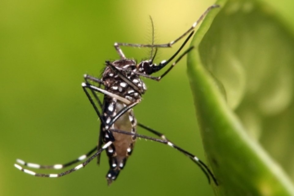 Prefeitura de SP instala tendas em bairros para atender pacientes com dengue