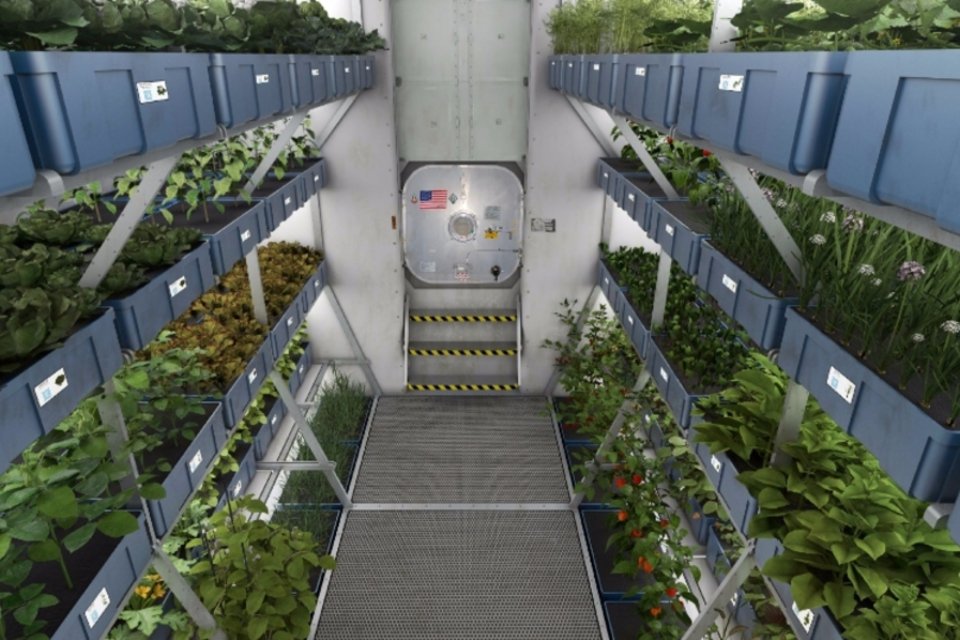 Pela primeira vez, astronautas irão comer verduras cultivadas no espaço