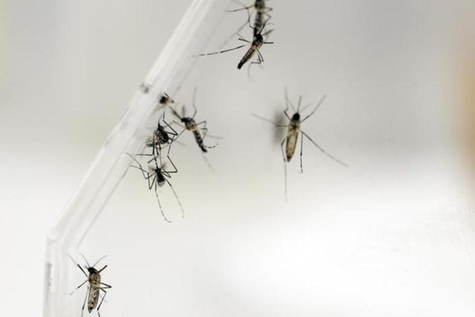 China utiliza drones e mosquitos esterilizadores para combater a dengue