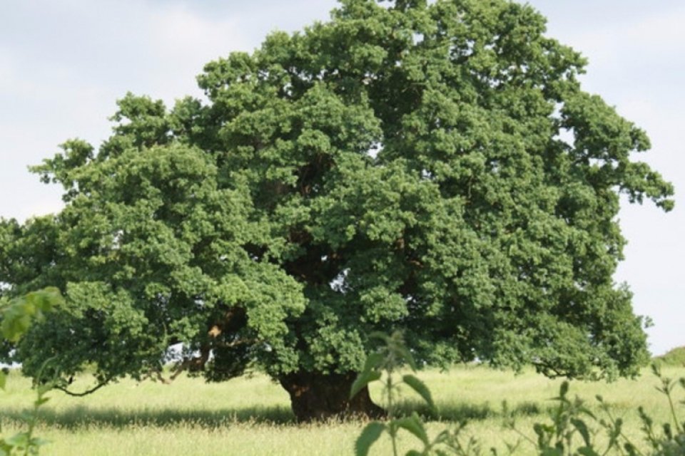 Quercus Robur / carvalho inglês (Wikimedia Commons)
