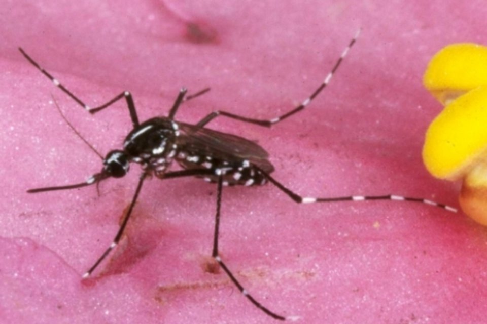 Bactérias intestinais de mosquito podem se tornar arma contra a dengue