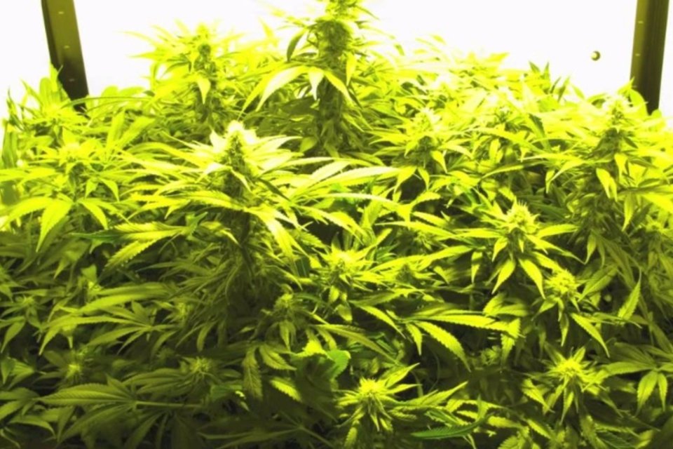 Menina acende debate sobre uso medicinal da maconha no México