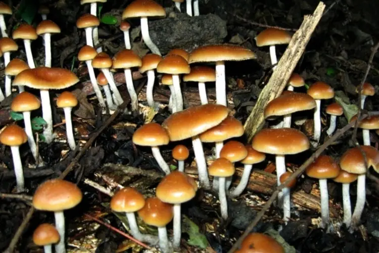 cogumelos (Alan Rockefeller/Thinkstock)