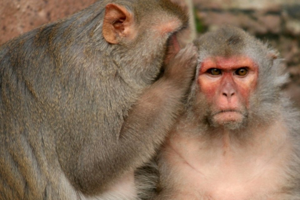 Após exoesqueleto da Copa, Nicolelis agora conecta cérebros de macacos com sua Brainet
