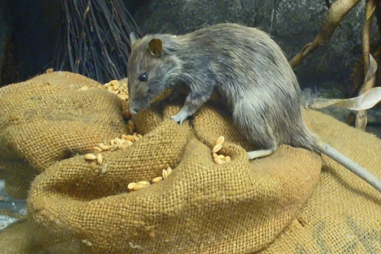 Rato (Wikimedia Commons)