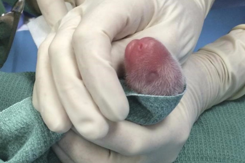 Filhote de panda do zoológico de Washington é alimentado com sonda