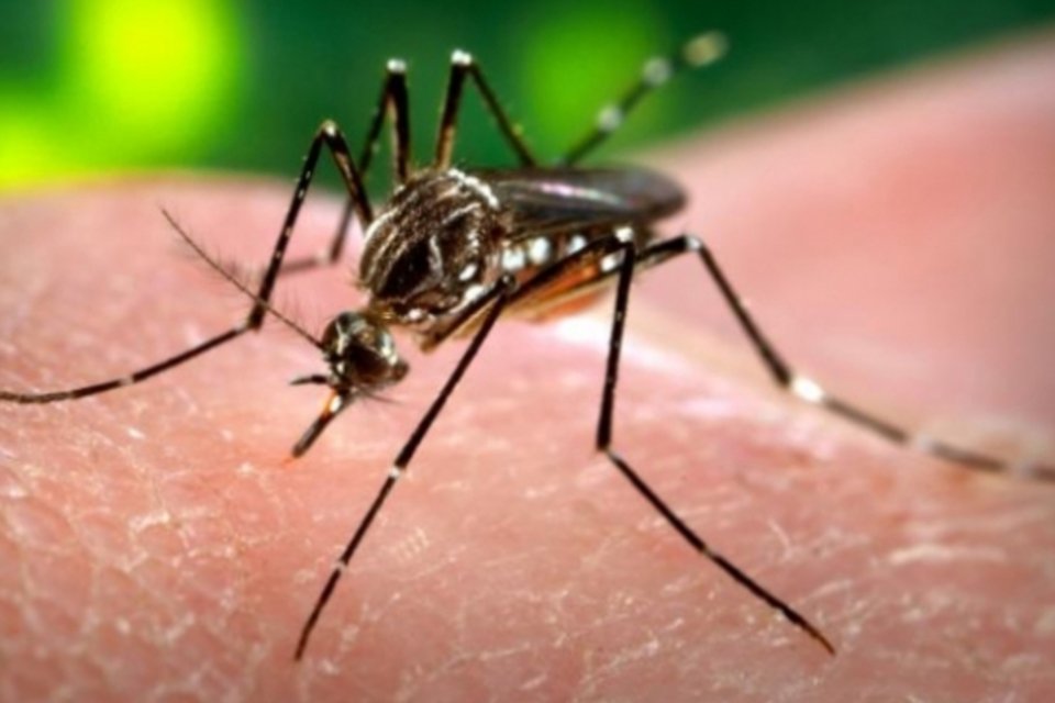 Ministério Público suspende mosquito da dengue transgênico em Piracicaba