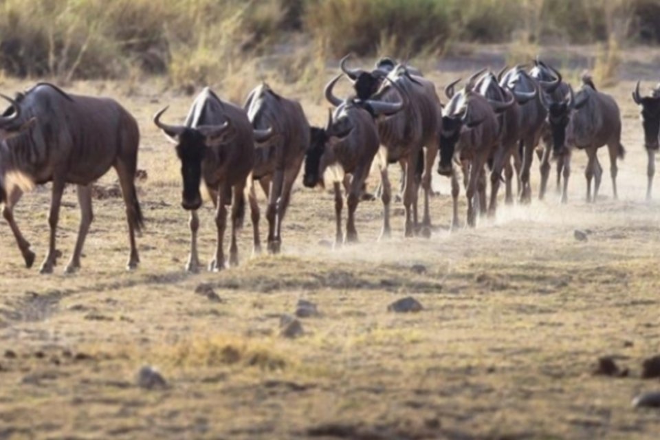 Uma em cada seis espécies pode ser extinta por causa das mudanças climáticas