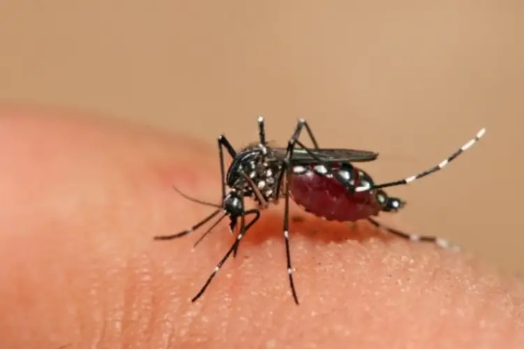 Dengue (Reprodução)