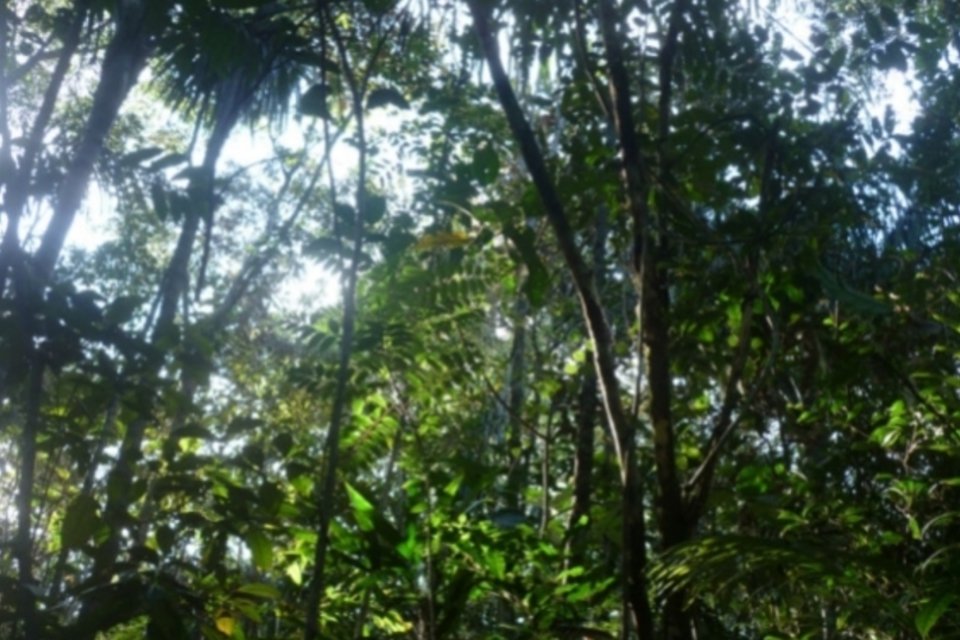 Floresta amazônica reduz capacidade de absorção de dióxido de carbono