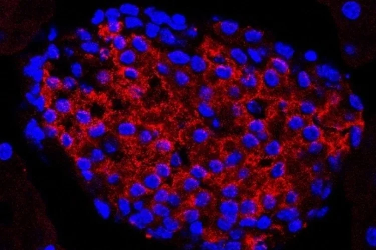 pancreas (Estela Gil e Amarylis Wanschel)