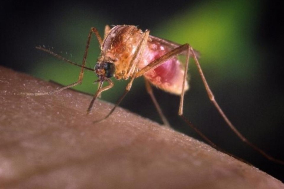 Casos de malária retrocedem claramente, dizem OMS e Unicef