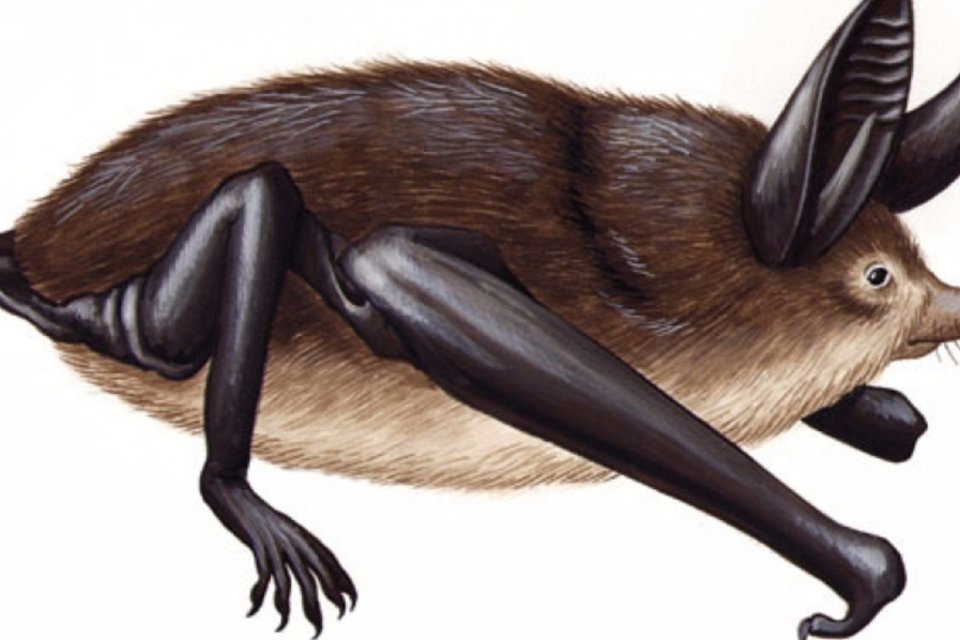 Fóssil de morcego que andava é descoberto na Nova Zelândia