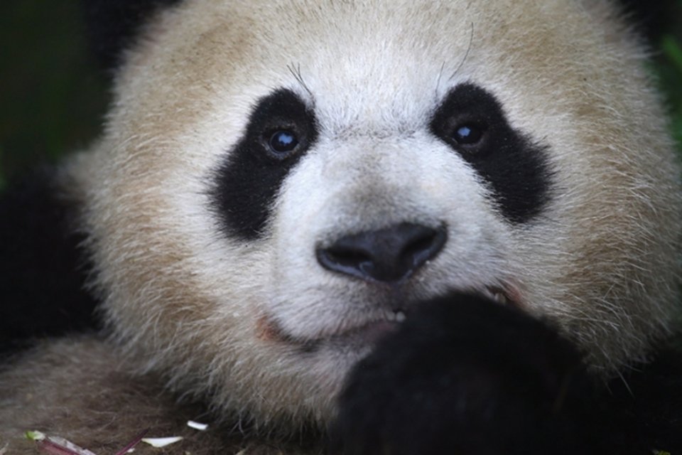 Zoológico de Tóquio voltará a tentar reprodução assistida de um panda gigante