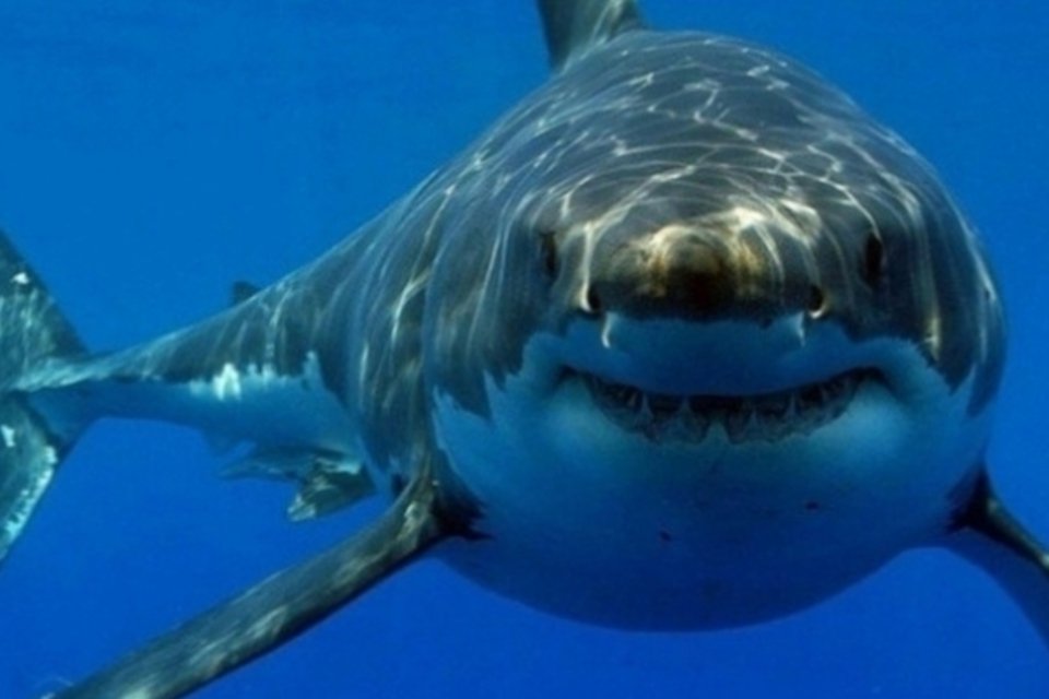 Câmeras subaquáticas ajudarão a contar quantos tubarões existem no mundo