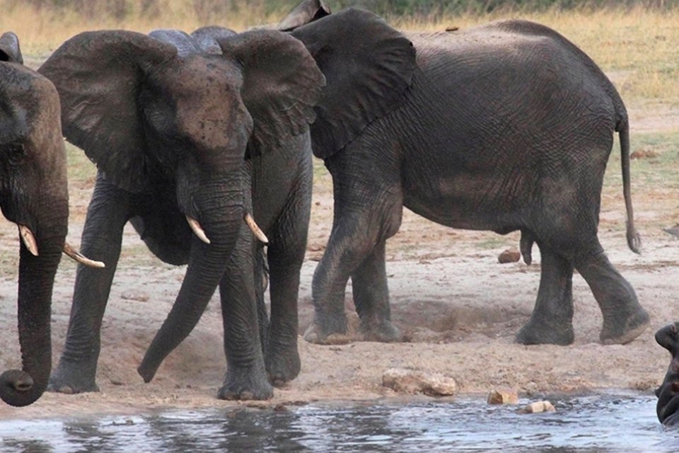 Cientistas descobrem porque elefantes raramente têm câncer