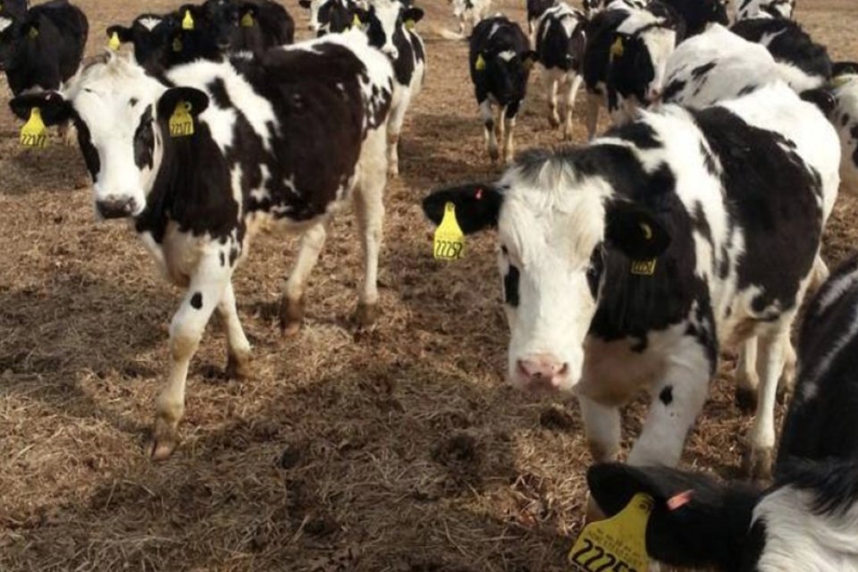 Transformar esterco em eletricidade é bom negócio em fazenda dos EUA