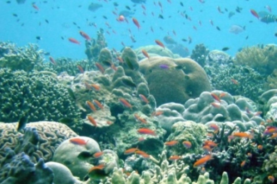 Estudo culpa acidificação dos oceanos pela maior extinção em massa da Terra