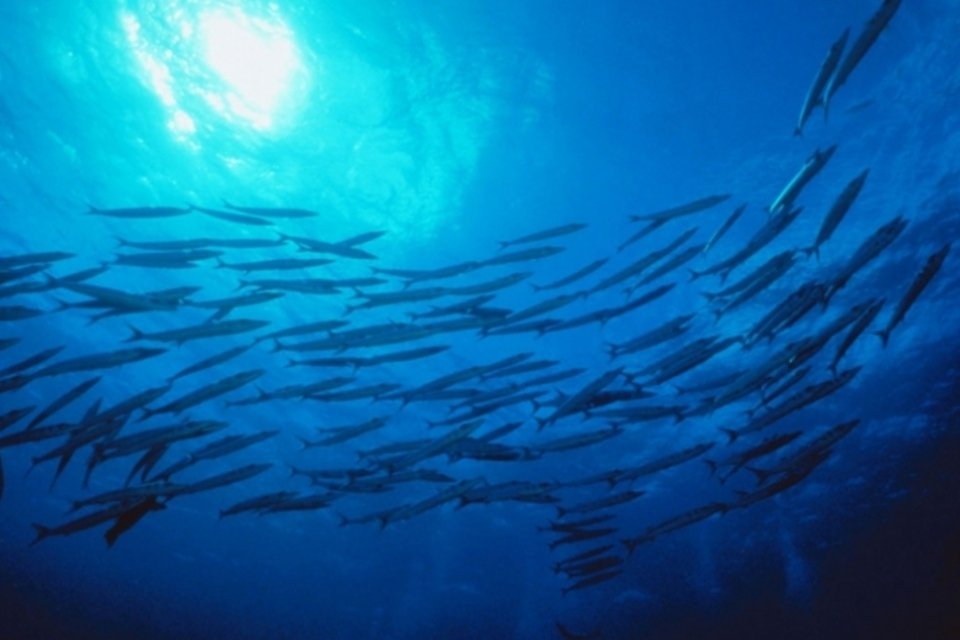 Aquecimento global afeta desenvolvimento dos peixes na zona equatorial