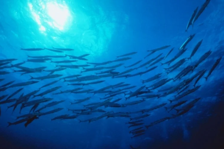 peixes (Reuters)