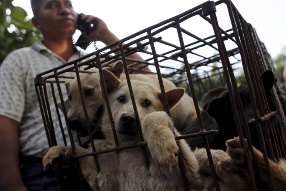 Mesmo com campanha contrária na internet, China realiza festival da carne de cachorro
