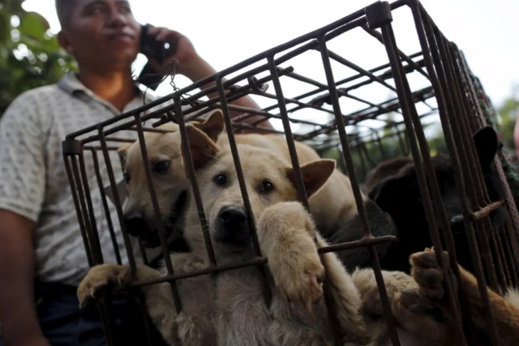 Yulin Festival China (Reuters)