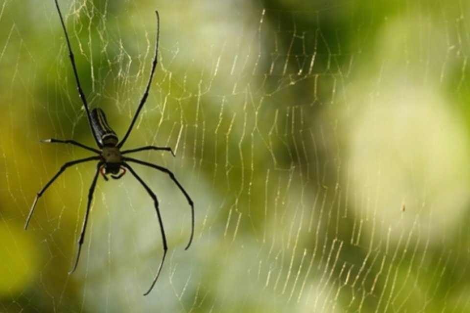 Aranhas produzem teias super-resistentes após receberem grafeno