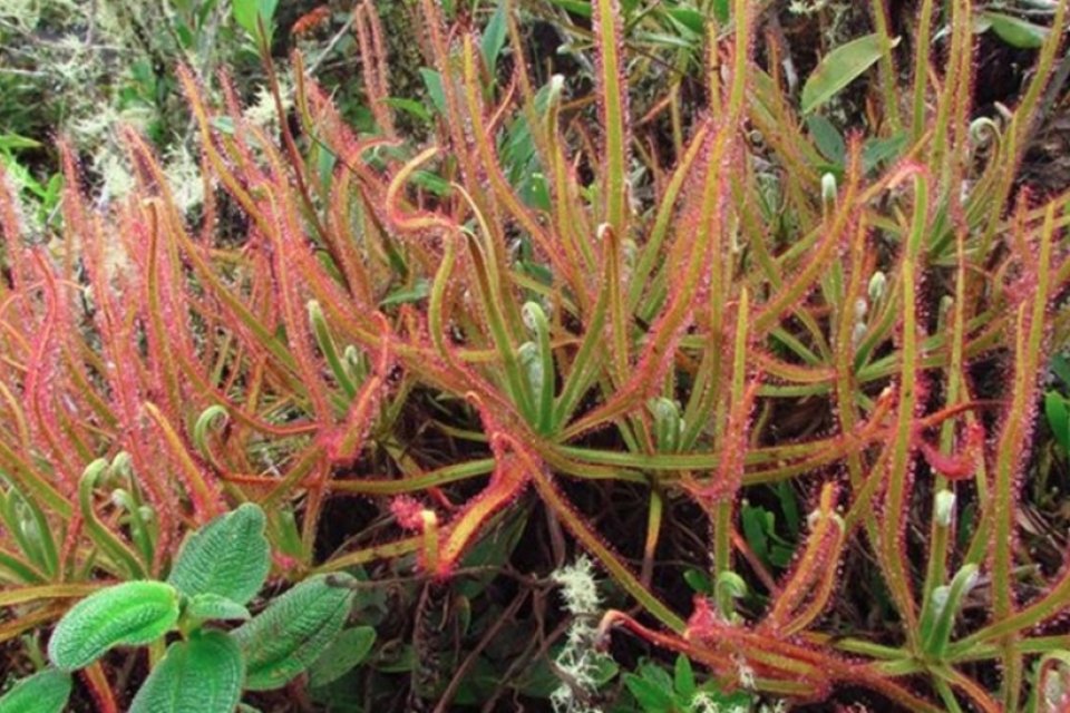 Pesquisador brasileiro descobre nova espécie de planta pelo Facebook