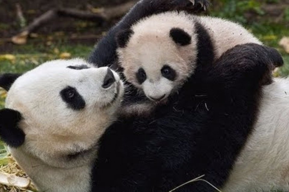 Panda dá à luz dois filhotes gêmeos nos EUA