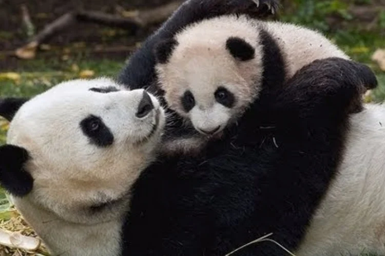 Panda Bebê (Reprodução)