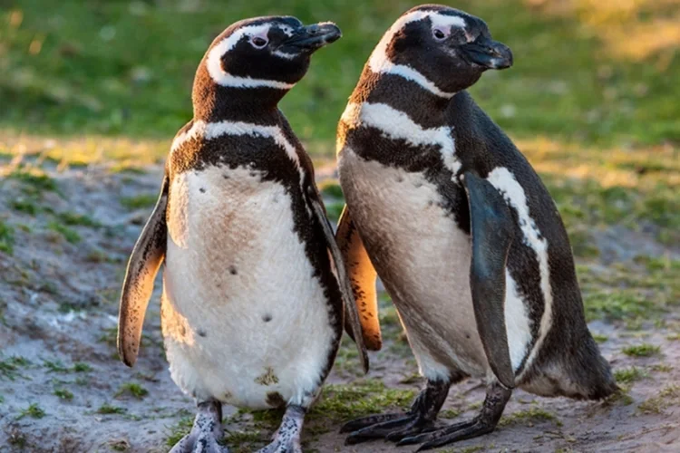 Pinguins (iStock)
