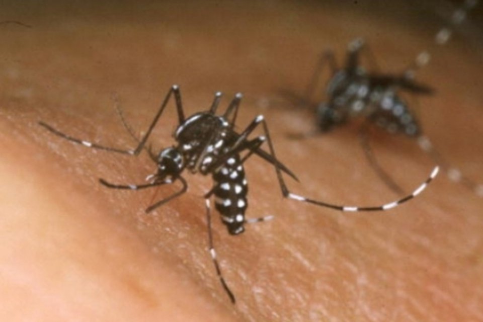 Estado de SP já tem 100 mil casos de dengue neste ano