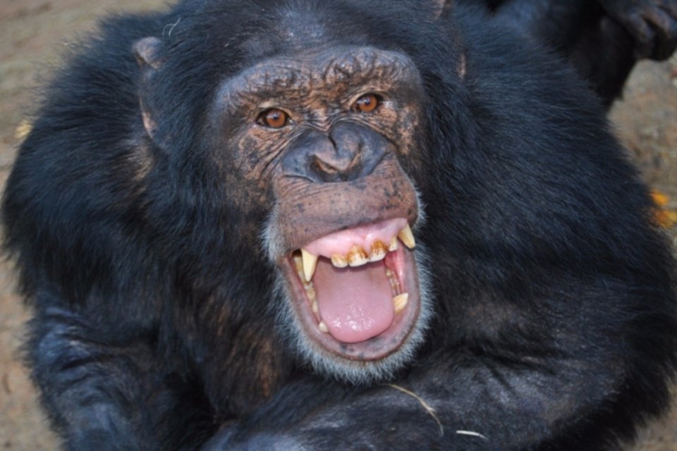 Chimpanzés são vistos produzindo lanças e caçando com elas