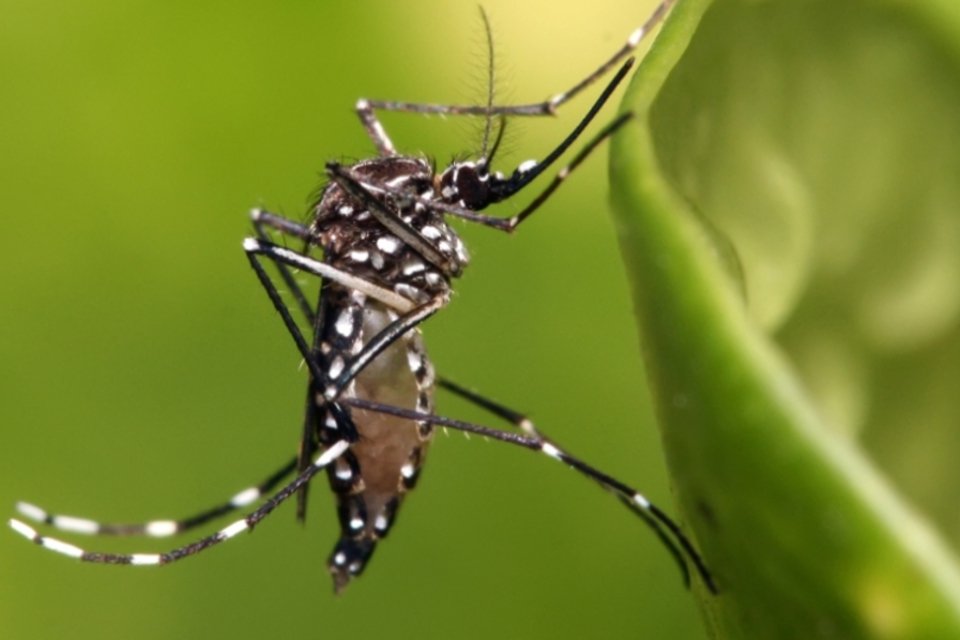 Cientistas mudam sexo de mosquito transmissor da dengue para torná-lo inofensivo