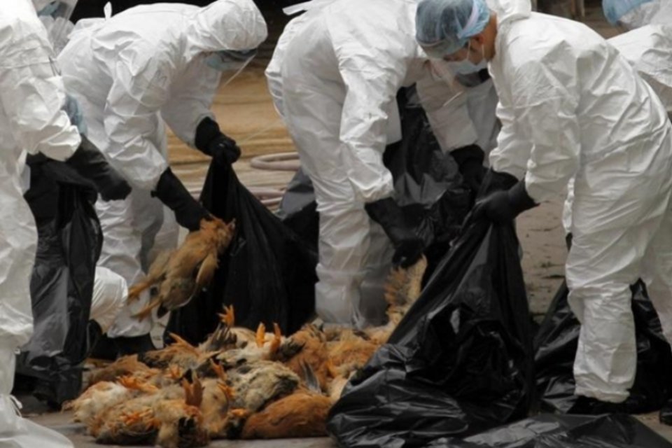 China confirma primeira morte por nova cepa de vírus da gripe aviária