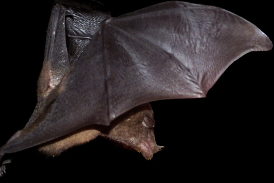 Brasileiros descobrem nova espécie de morcego e corrigem erro de mais de 100 anos