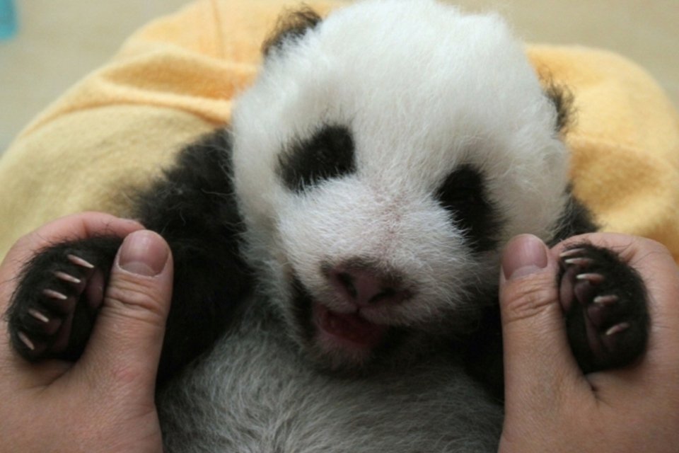 China bate recorde de nascimentos de panda por inseminação