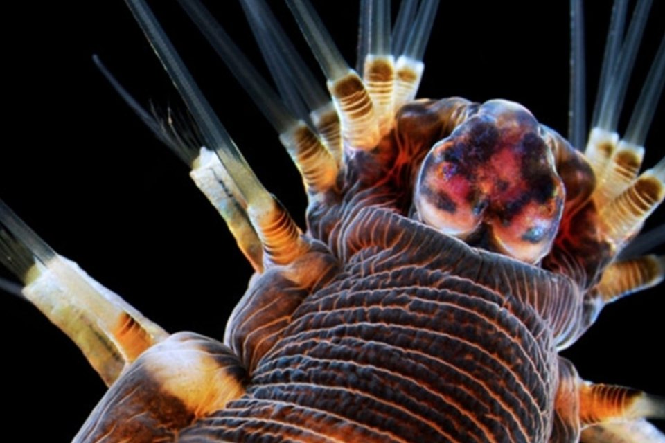 20 fotos que revelam o fascinante mundo microscópico