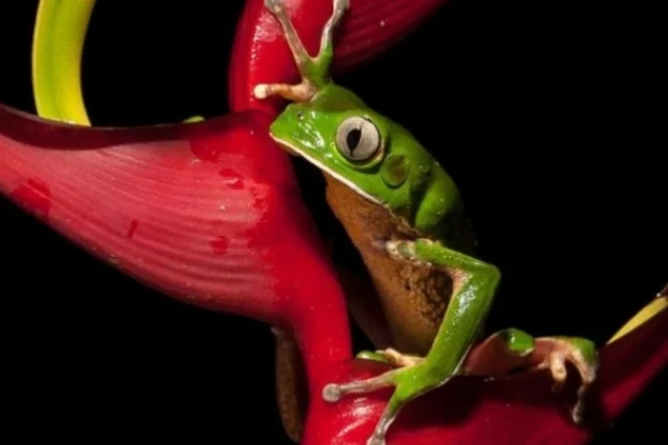 Phyllomedusa distincta (Octavio Campos Salles)