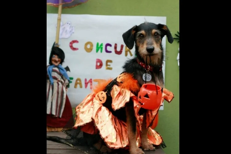Estopinha (Divulgação/Facebook/Pet Escola Jardins)