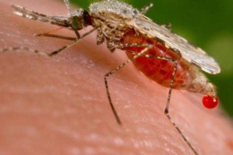 Teste contra malária que imita picada de mosquito é 100% eficaz