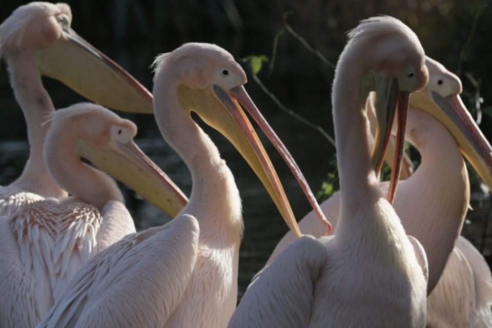Centenas de pelicanos famintos sinalizam El Niño perigoso no Peru