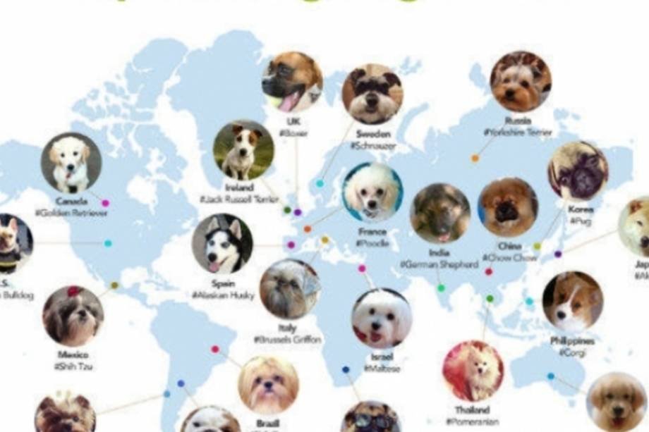 As raças de cães mais populares na internet em cada país