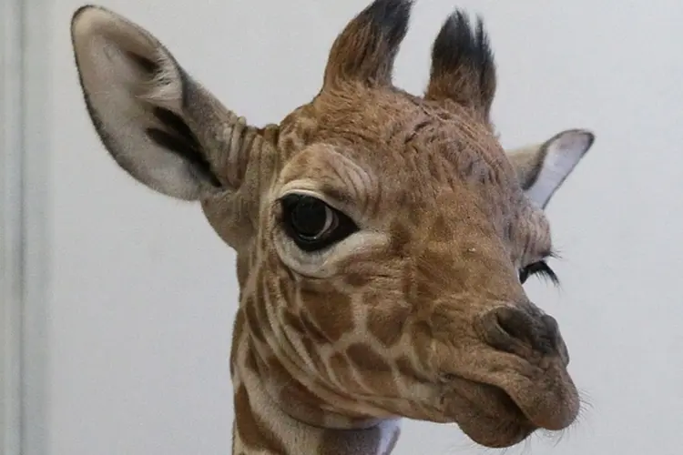 10 fotos de girafa para o seu perfil no Facebook  (Getty Images)
