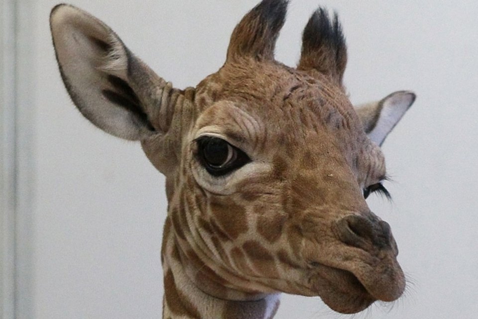 10 fotos de girafa para o seu perfil no Facebook